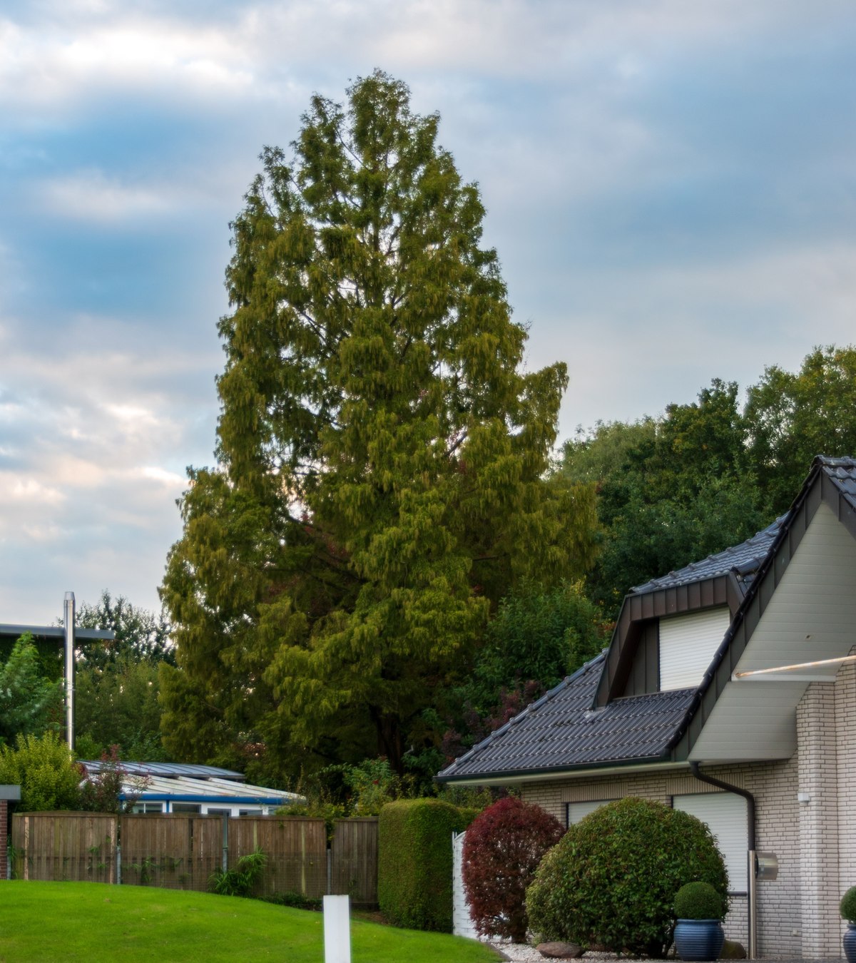 Gepflegtes Wohnhaus mit Garten und großem Baum bei Tageslicht